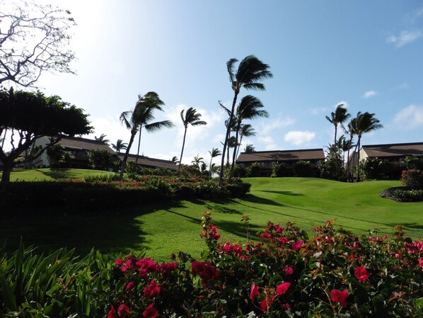 Property grounds - Maui Kamaole B101 - Gorgeous designer condo! Modern luxury and great rates! (Kihei)
