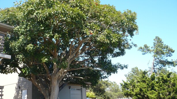 Ein großer Baum vor einem Gebäude mit einer Garagenöffnung.