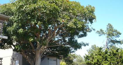 Located in the heart of Cambria. Stand alone upstairs one bedroom apartment.