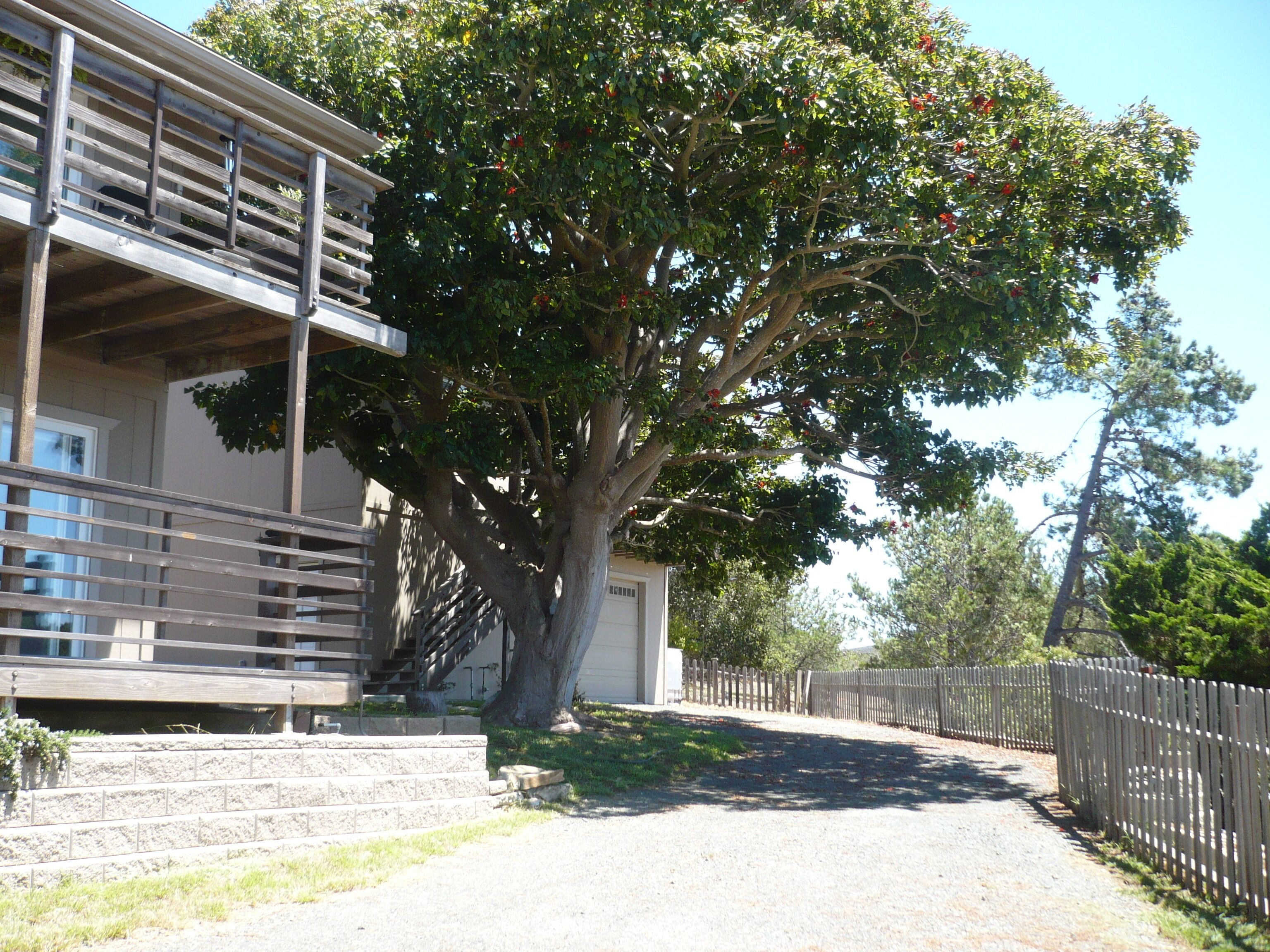 A building with a large tree in front, a wooden fence, and a gravel path.