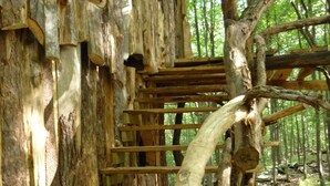 Una escalera de madera construida dentro del tronco de un árbol, con un bosque natural de fondo.