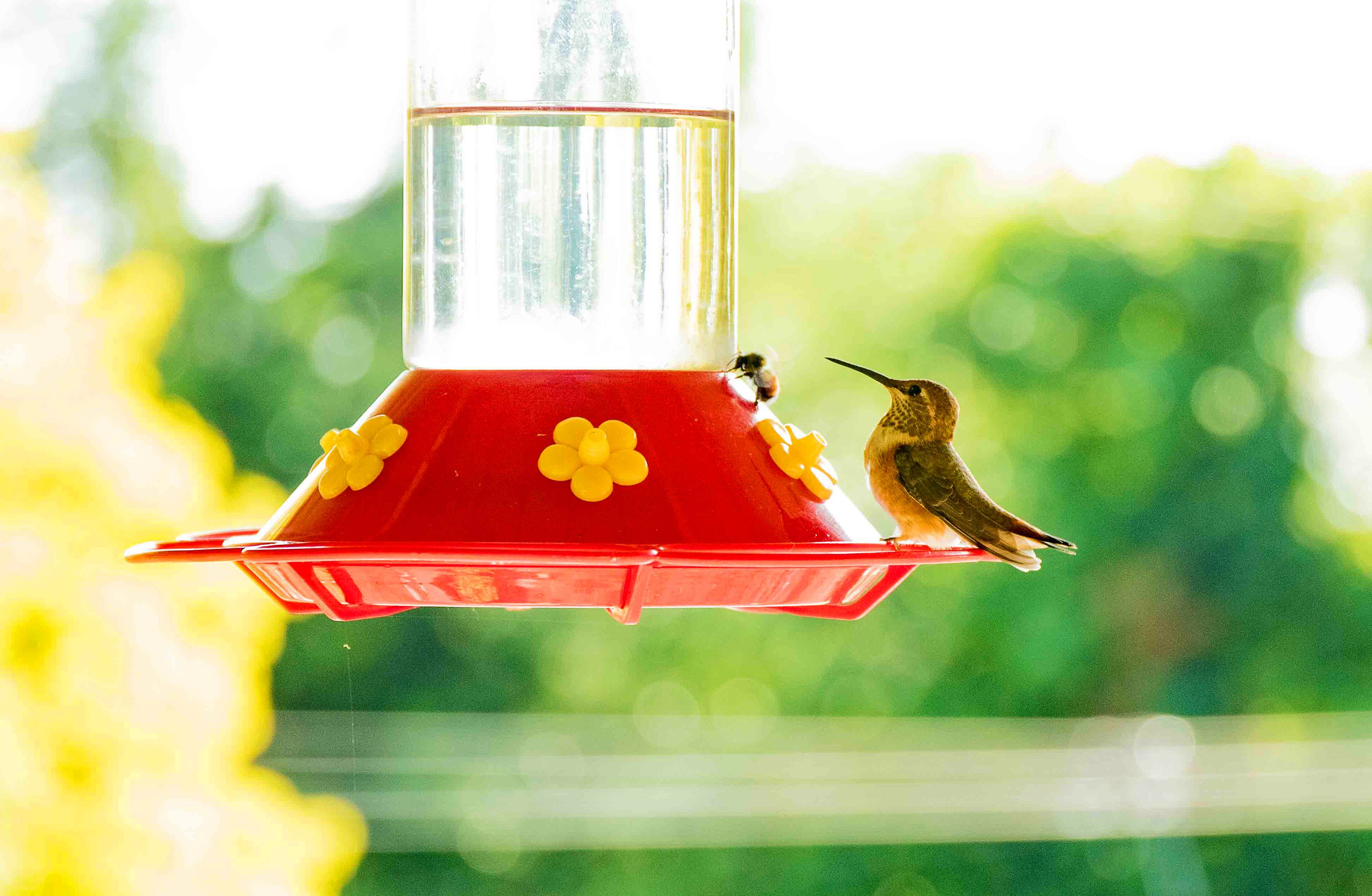 Ein Kolibri-Futterspender mit daran befestigten Blüten, vor unscharfem Grün.