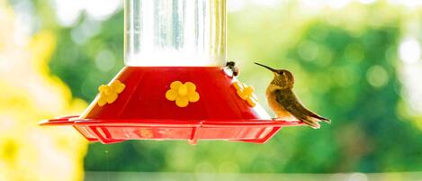 Ein Kolibri-Futterspender mit daran befestigten Blüten, vor unscharfem Grün.