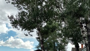 Una casa de un piso con techo inclinado, una puerta de garaje a la vista y un árbol grande en la fachada.