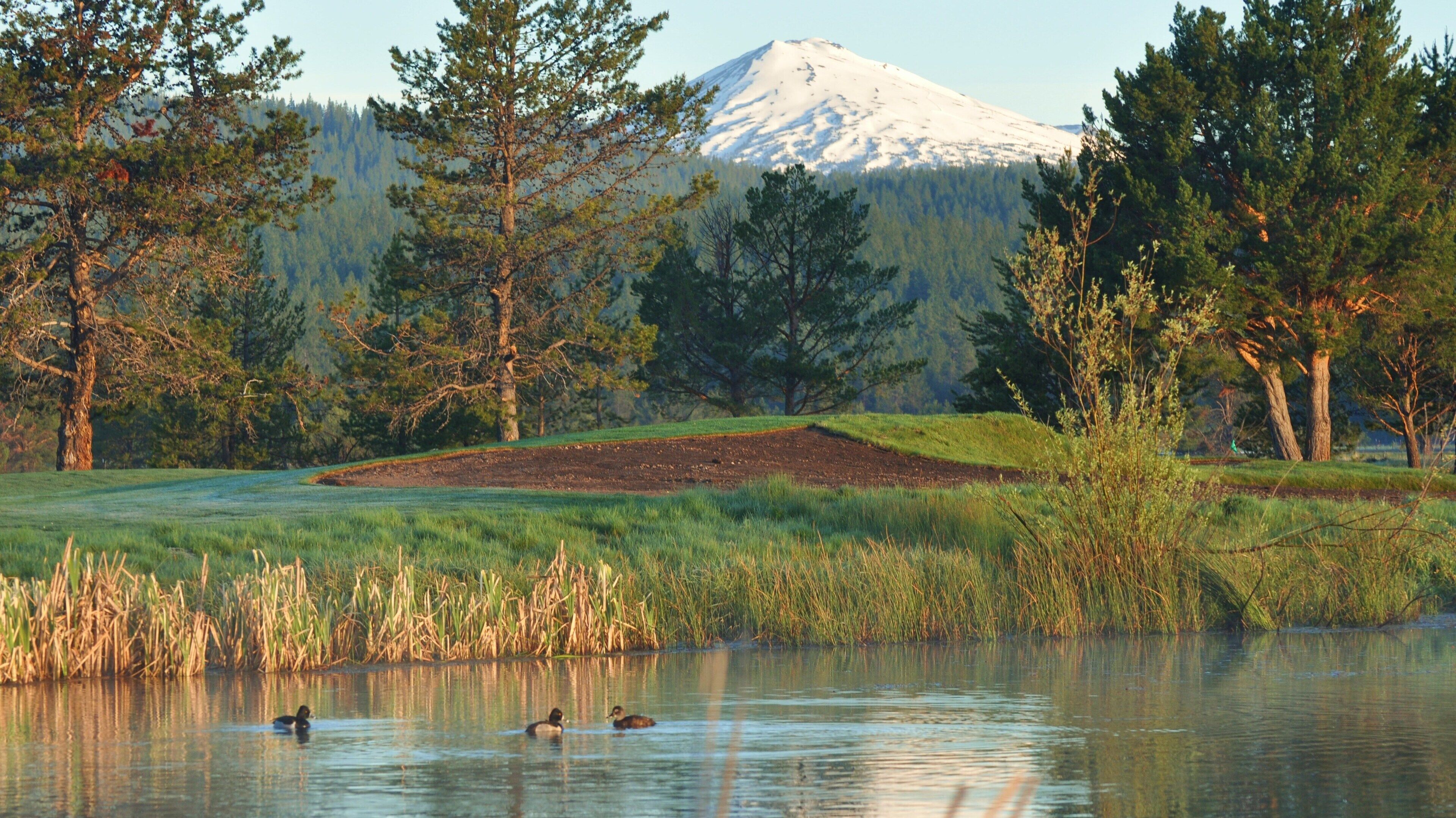 Un paysage paisible avec une montagne enneigée, un champ verdoyant et un étang tranquille où nagent des canards.