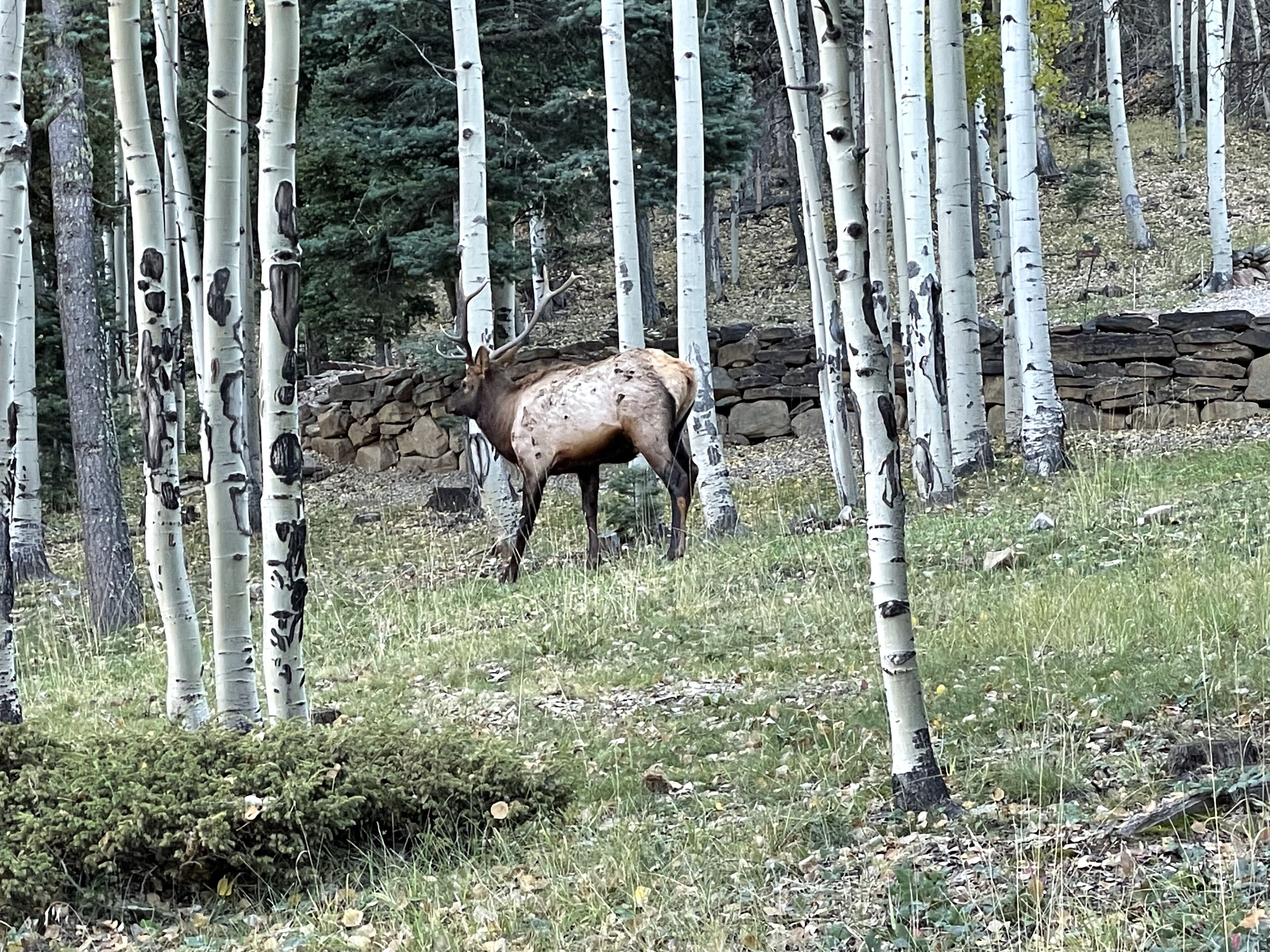 An elk in a forest with birch trees and a stone wall in the background.