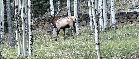 Un alce in una foresta con betulle e un muro di pietra sullo sfondo.