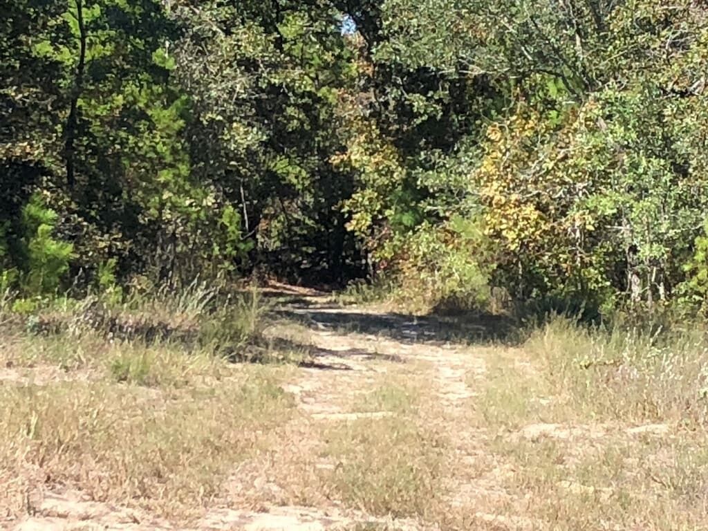 A dirt path leading through a wooded area.