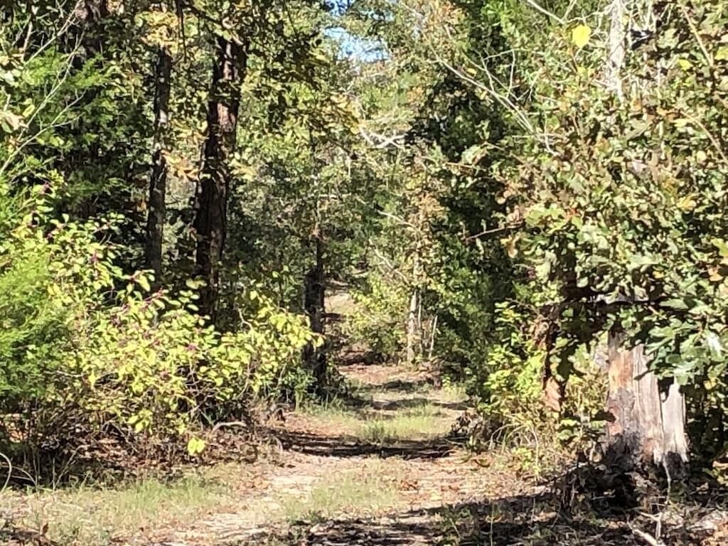Un camí boscà amb vegetació densa i arbres.