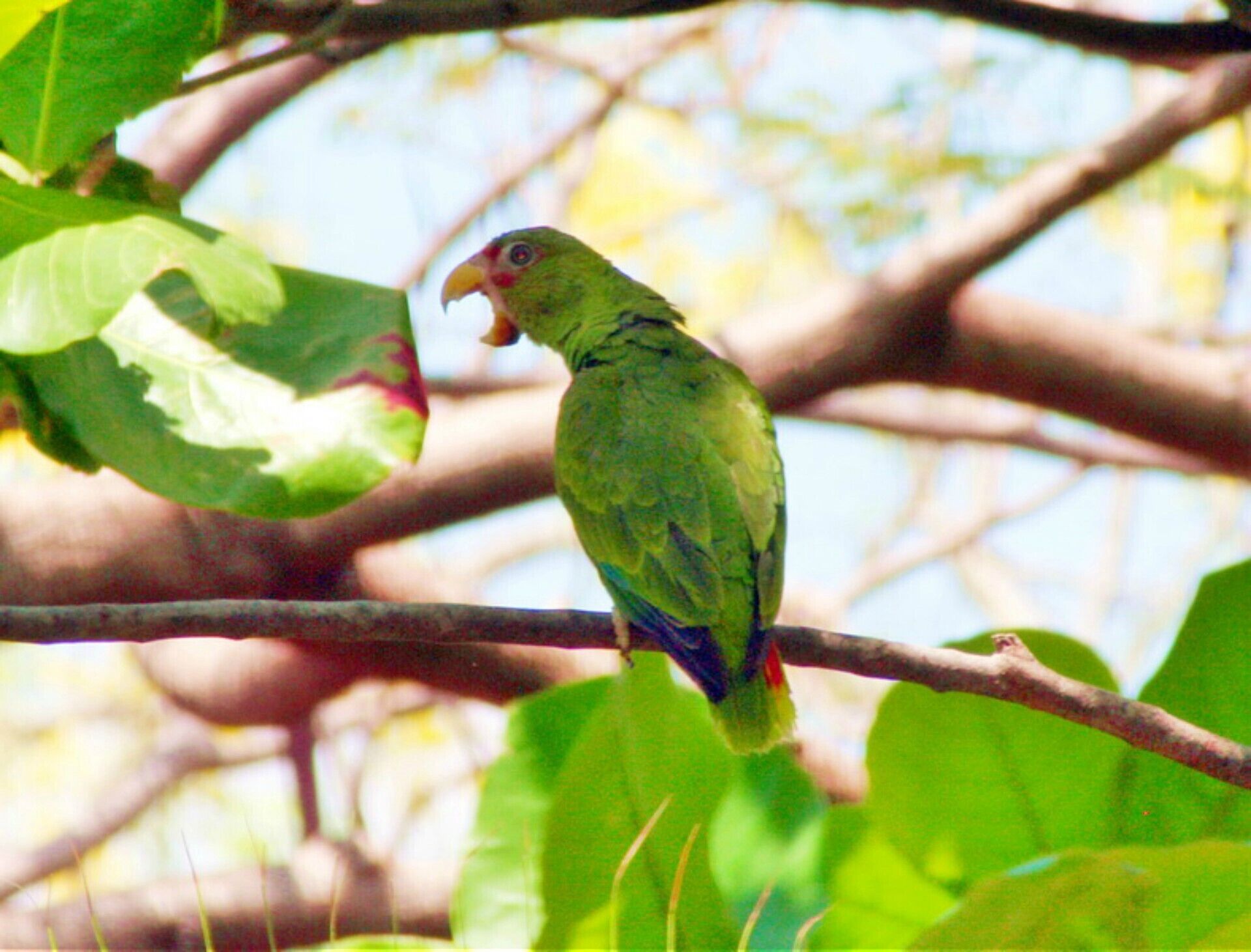A parrot perched on a branch surrounded by green leaves.
