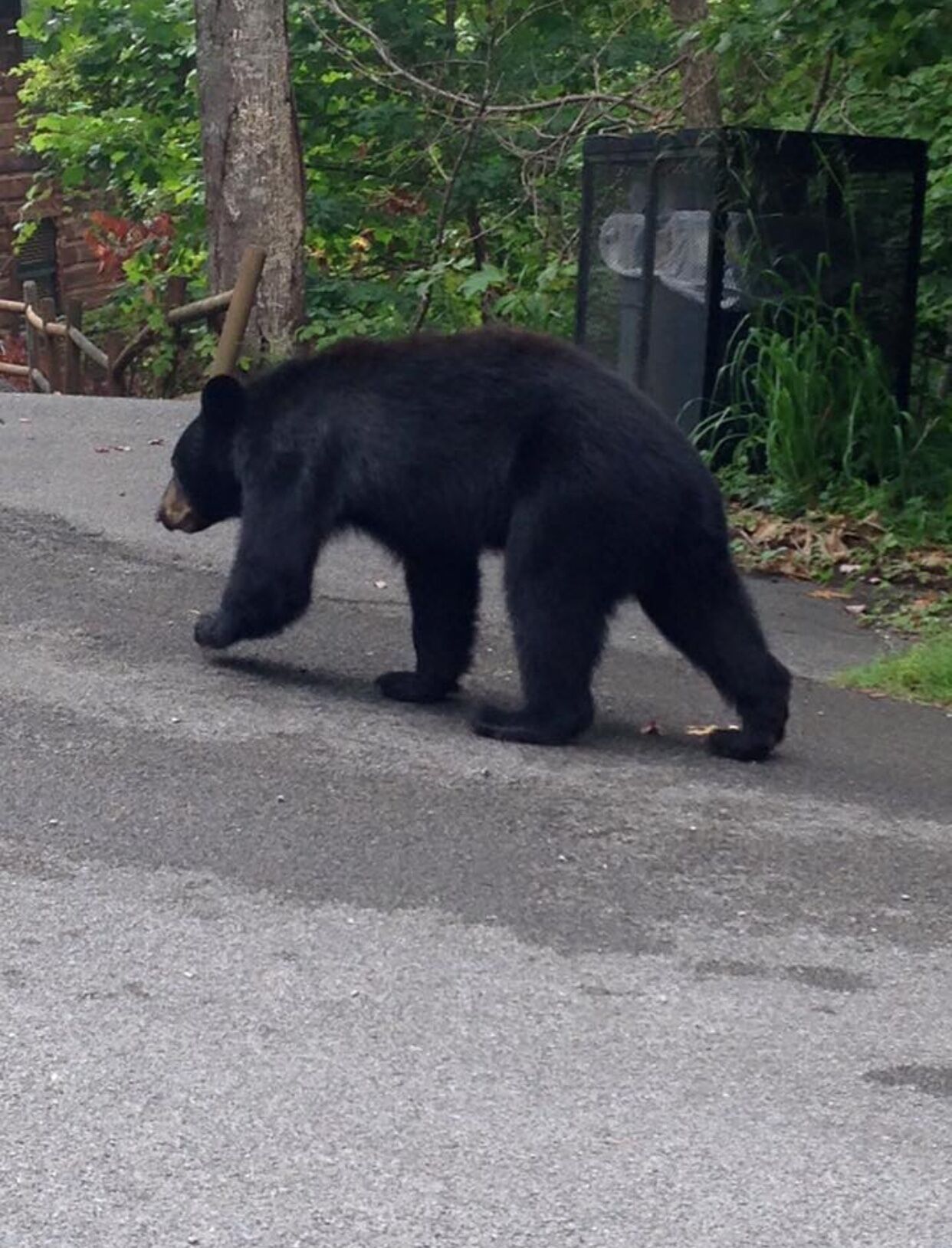 Un orso nero che cammina su un sentiero asfaltato.
