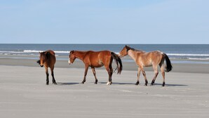 Tres caballos en una playa, con el océano al fondo.