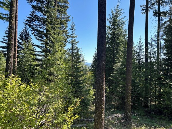 A dense forest with tall trees and a clear sky.