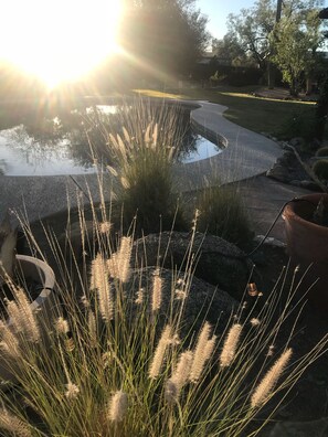 Un jardín con un estanque, hierbas y un sendero curvo.