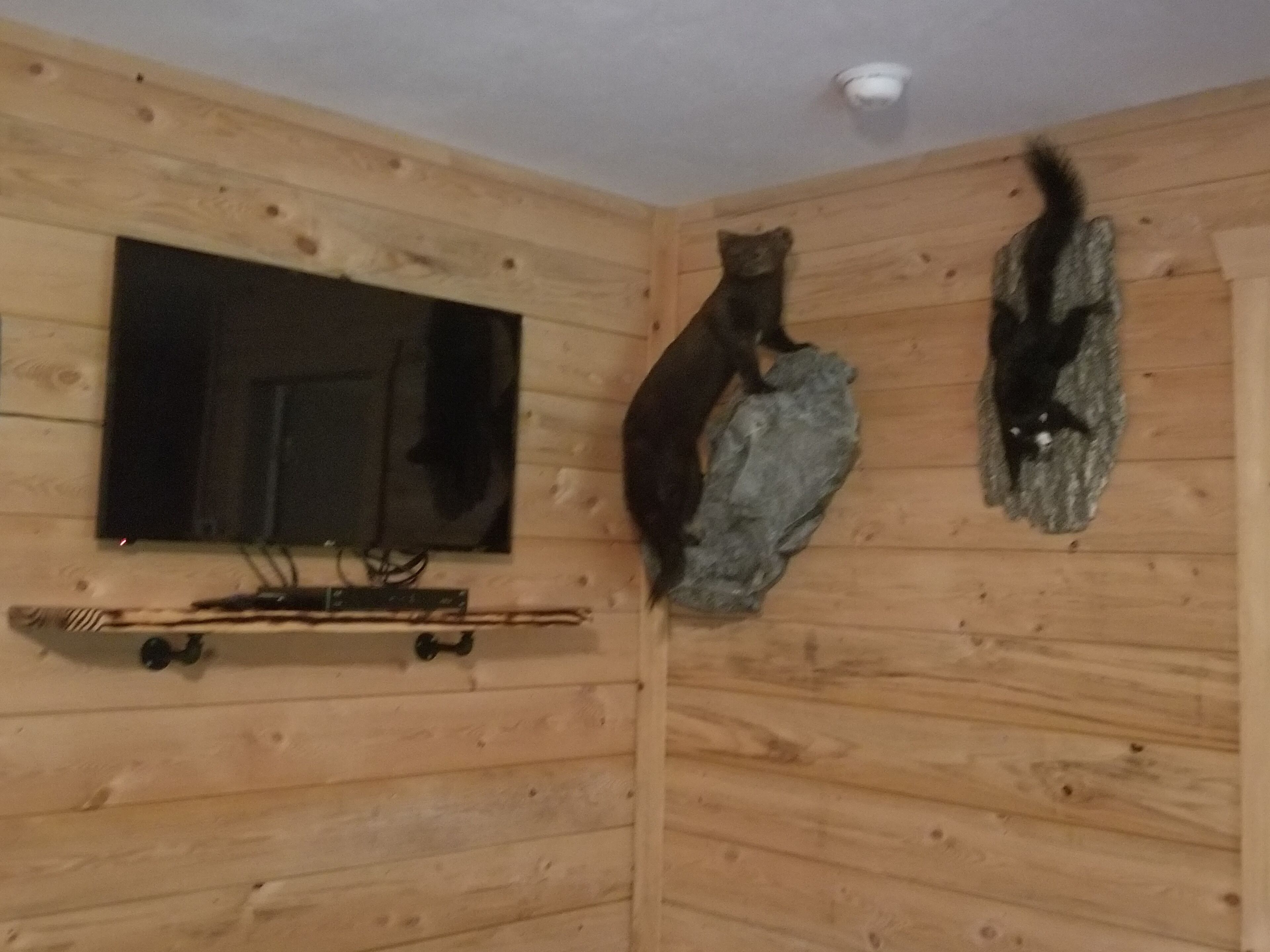 A wooden room with a mounted television, a rock wall art piece, and a shelf with a skateboard.