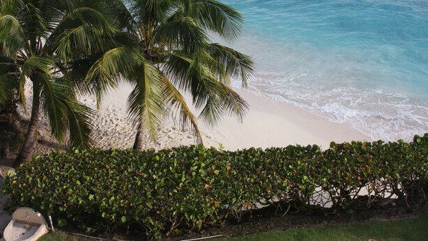 Una playa con palmeras y un seto.
