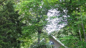 Una casa amb un finestra gran, envoltada d'un dens verdall.