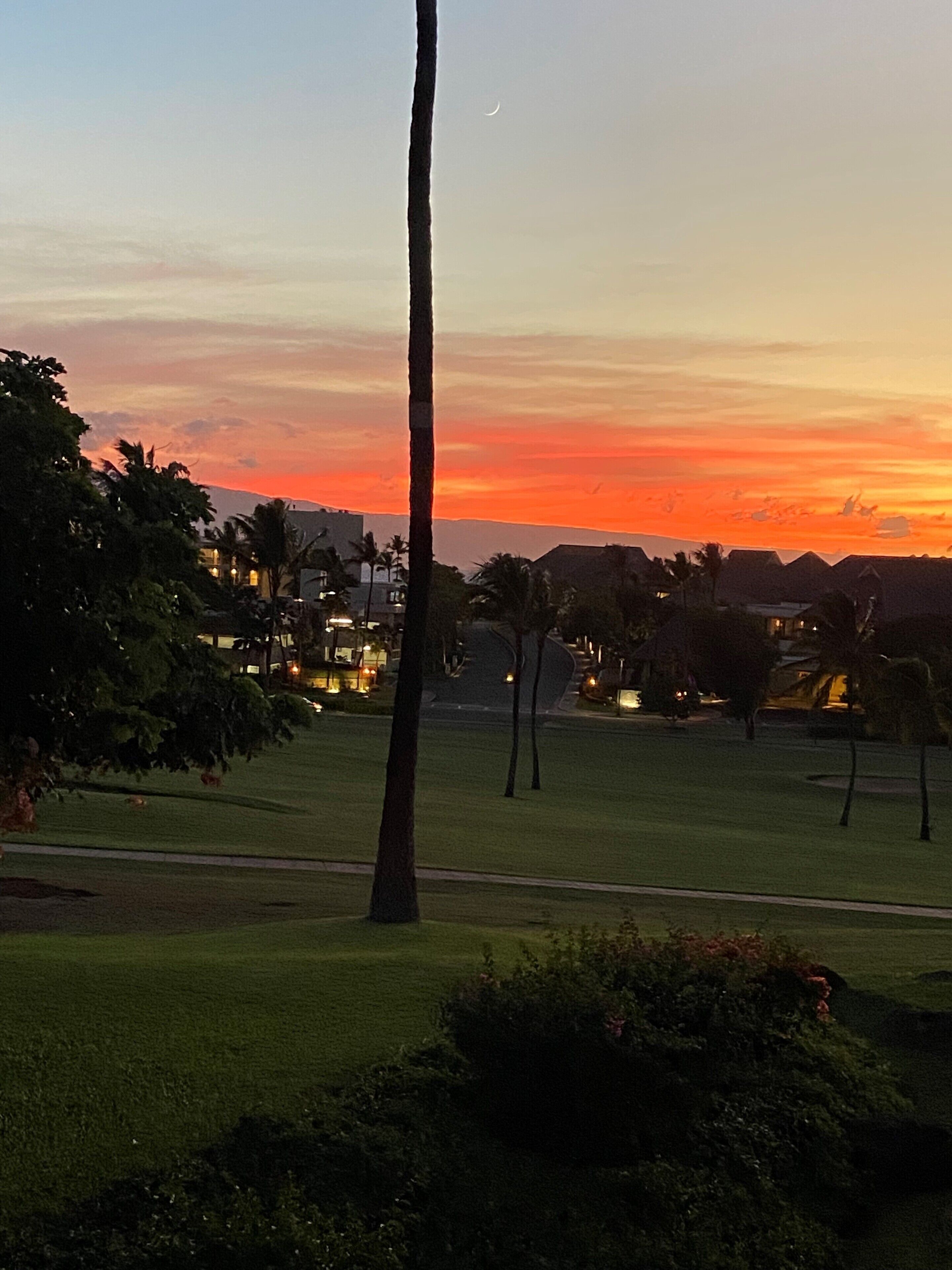 A sunset view with a grassy area, palm trees, and distant buildings.