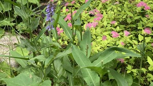 A garden with various plants and a wooden swing set in the background.