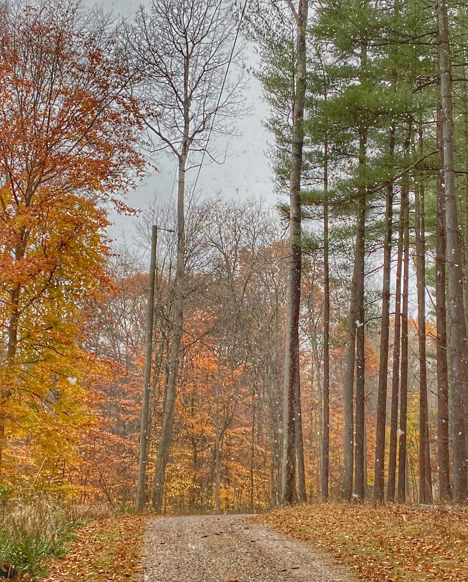 A forest path with autumn foliage and tall trees.
