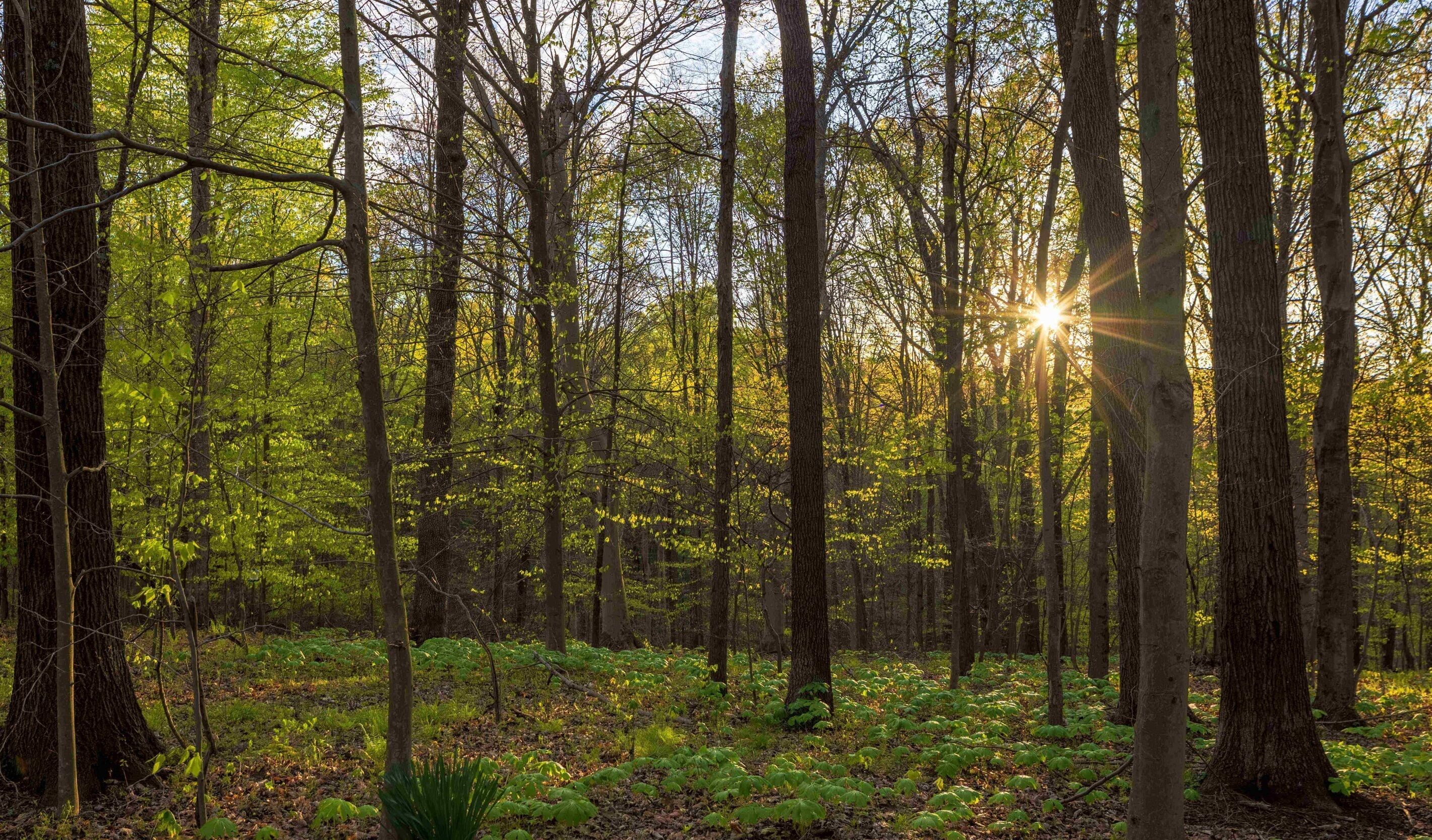 Un bosque denso con árboles altos y luz solar filtrándose entre el dosel.