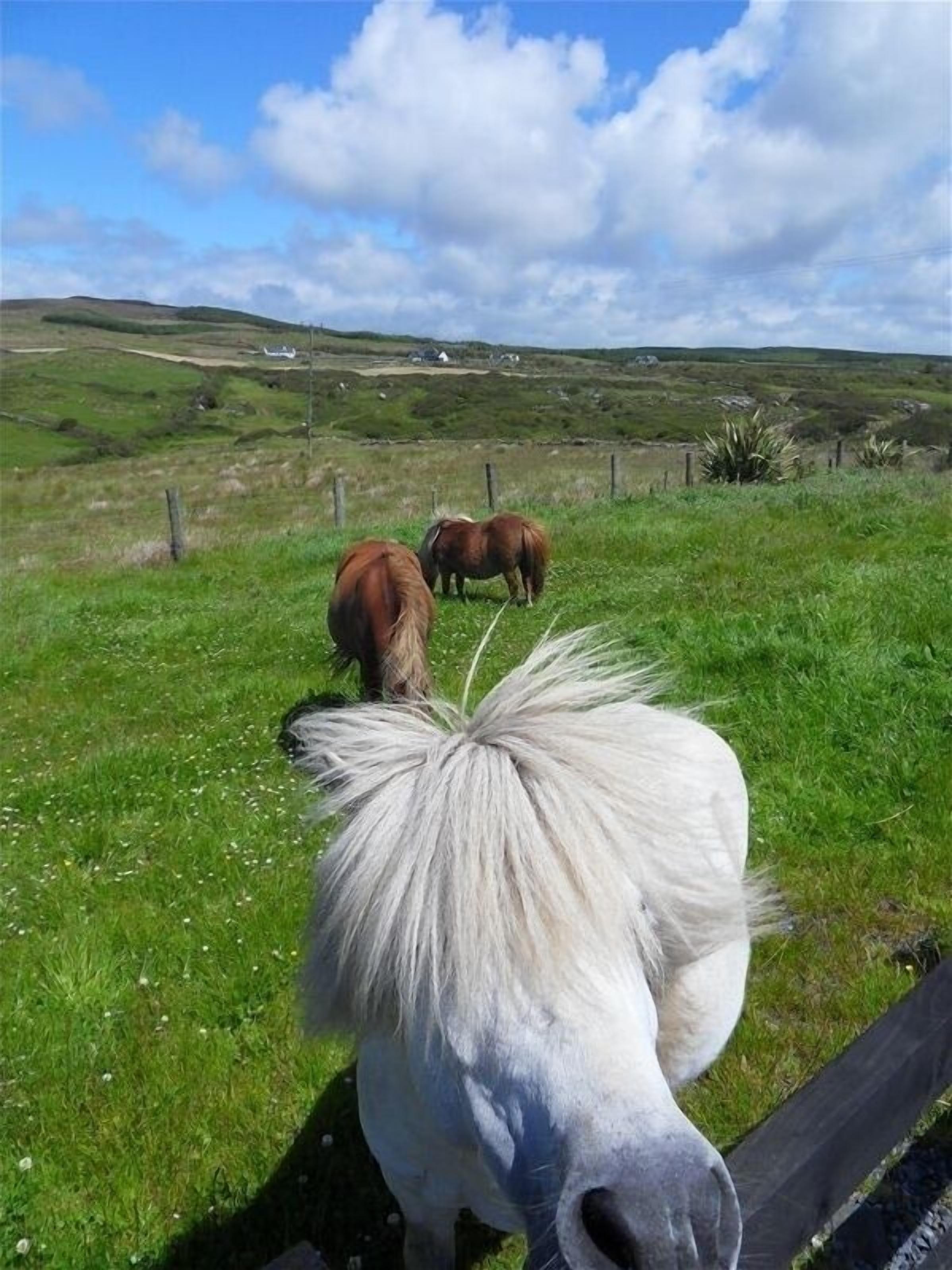 A white horse with a distinctive mane in a grassy field with rolling hills in the background.