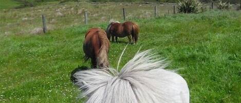 A white horse with a distinctive mane in a grassy field with rolling hills in the background.