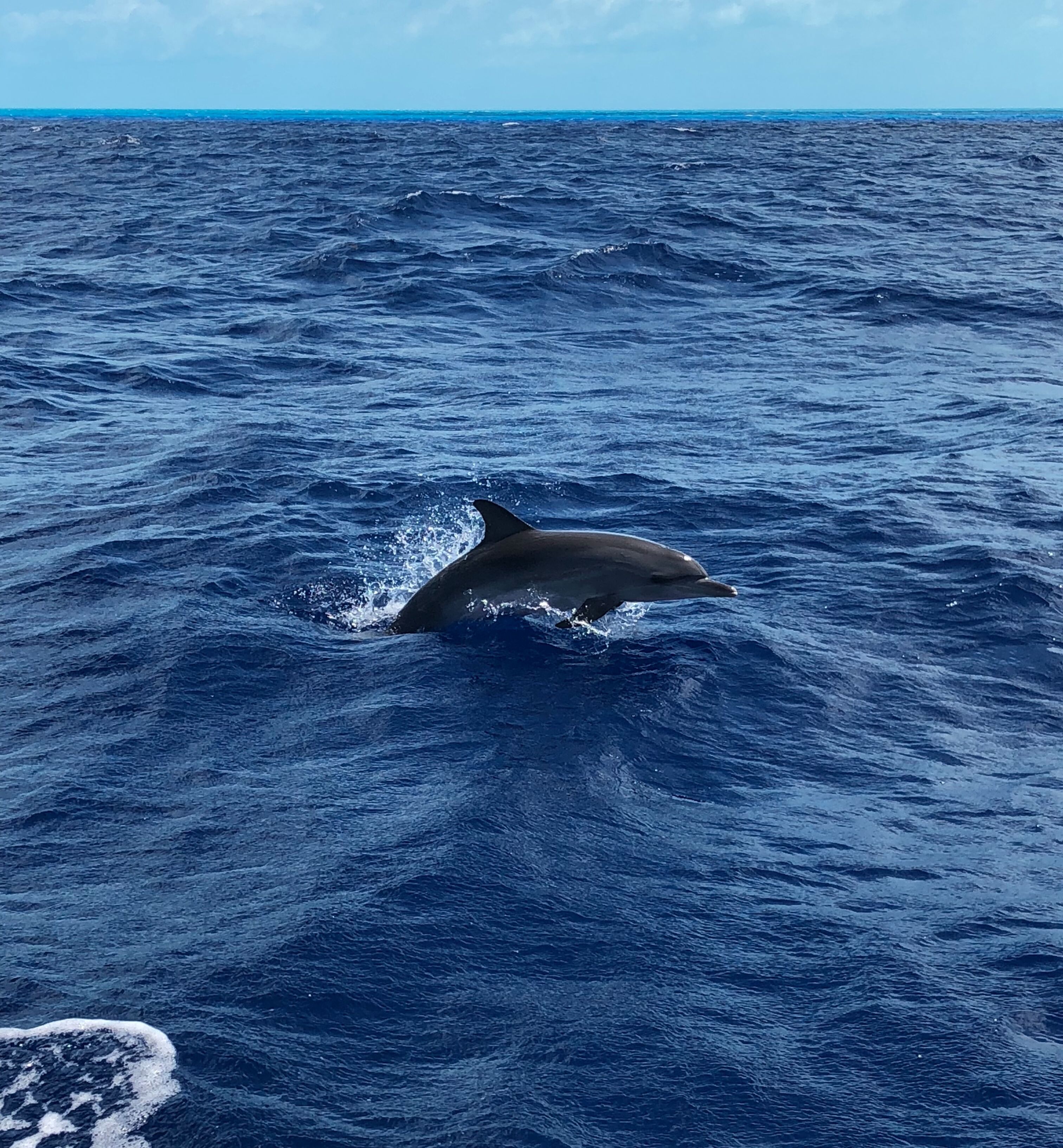 A dolphin swimming in the ocean.