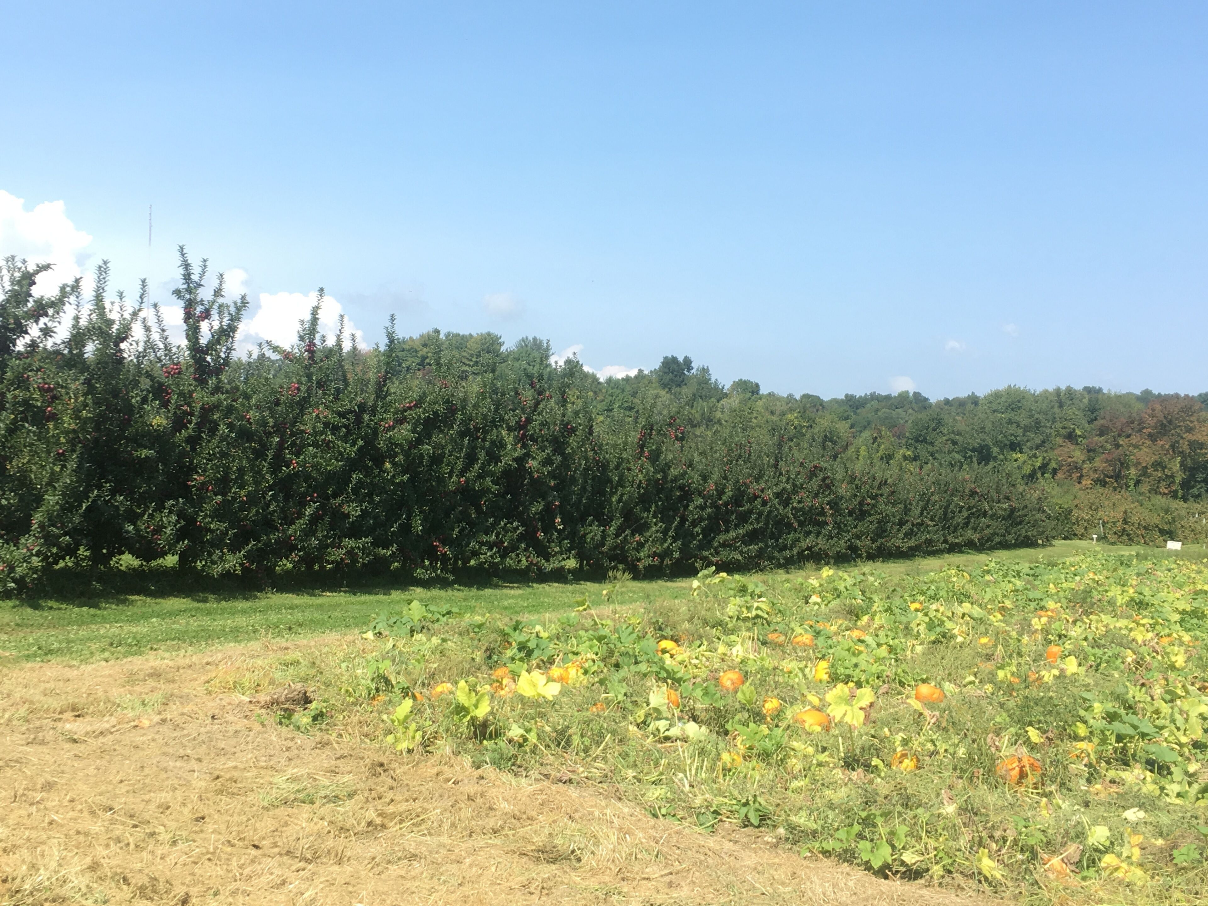 Nearby pumpkin picking