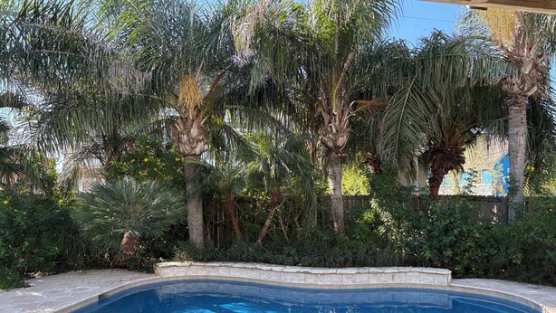 A swimming pool with a stone edge, surrounded by lush greenery and palm trees. - Casa Del Sol I - Large Single-Family Home With Private Pool  (South Padre Island)