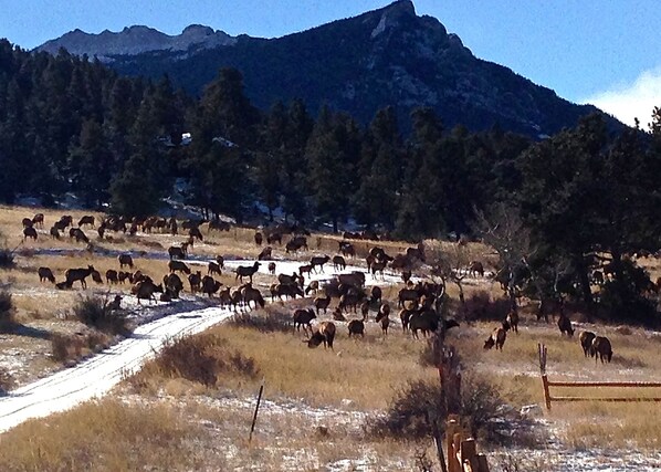 A mountainous landscape with a herd of cattle grazing in a field. - Huge Views, 15 Acre Private Estate, Wildlife, Multi-Family Cottage Near RMNP (Estes Park)