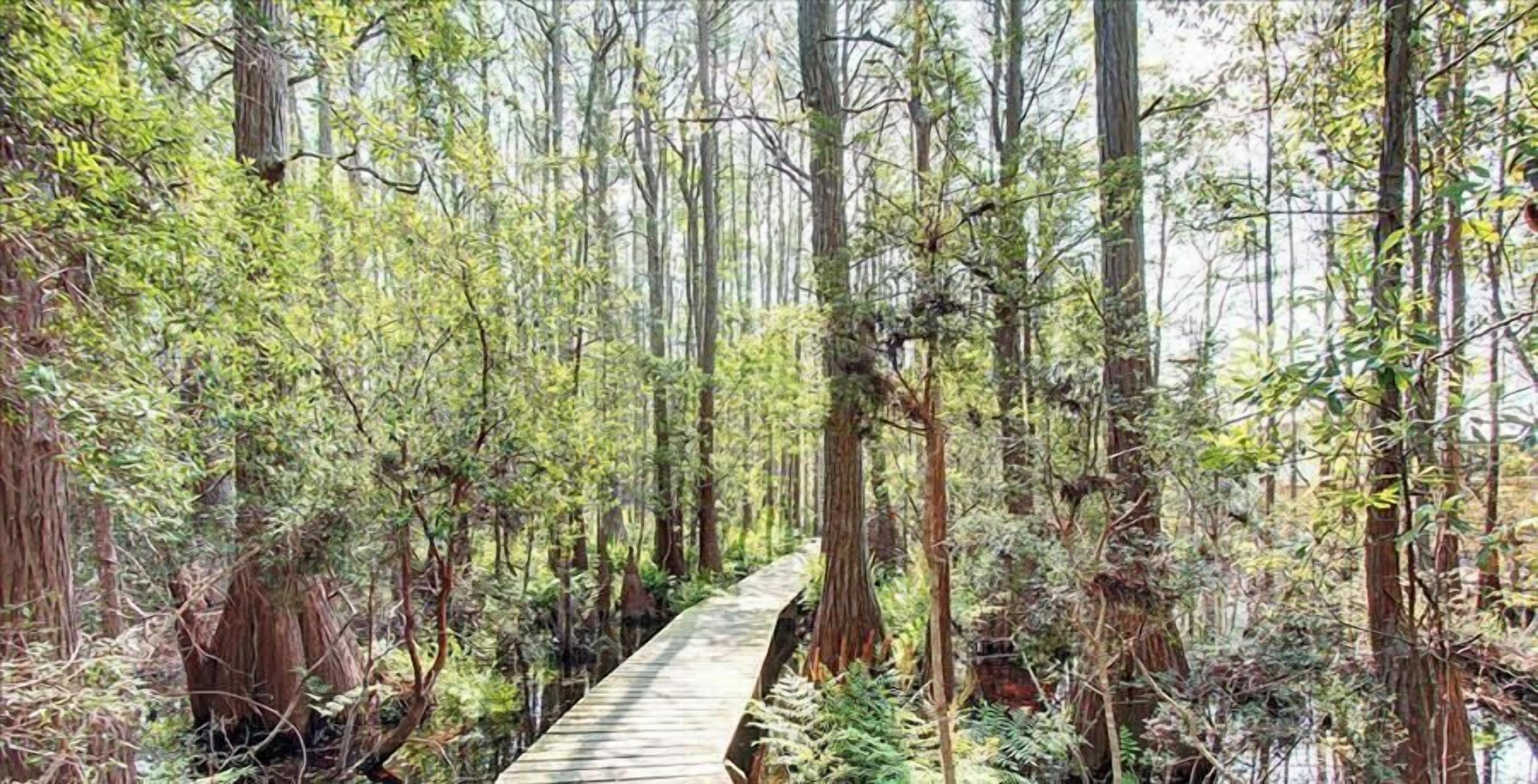 A wooden boardwalk through a dense forest with tall trees and undergrowth.