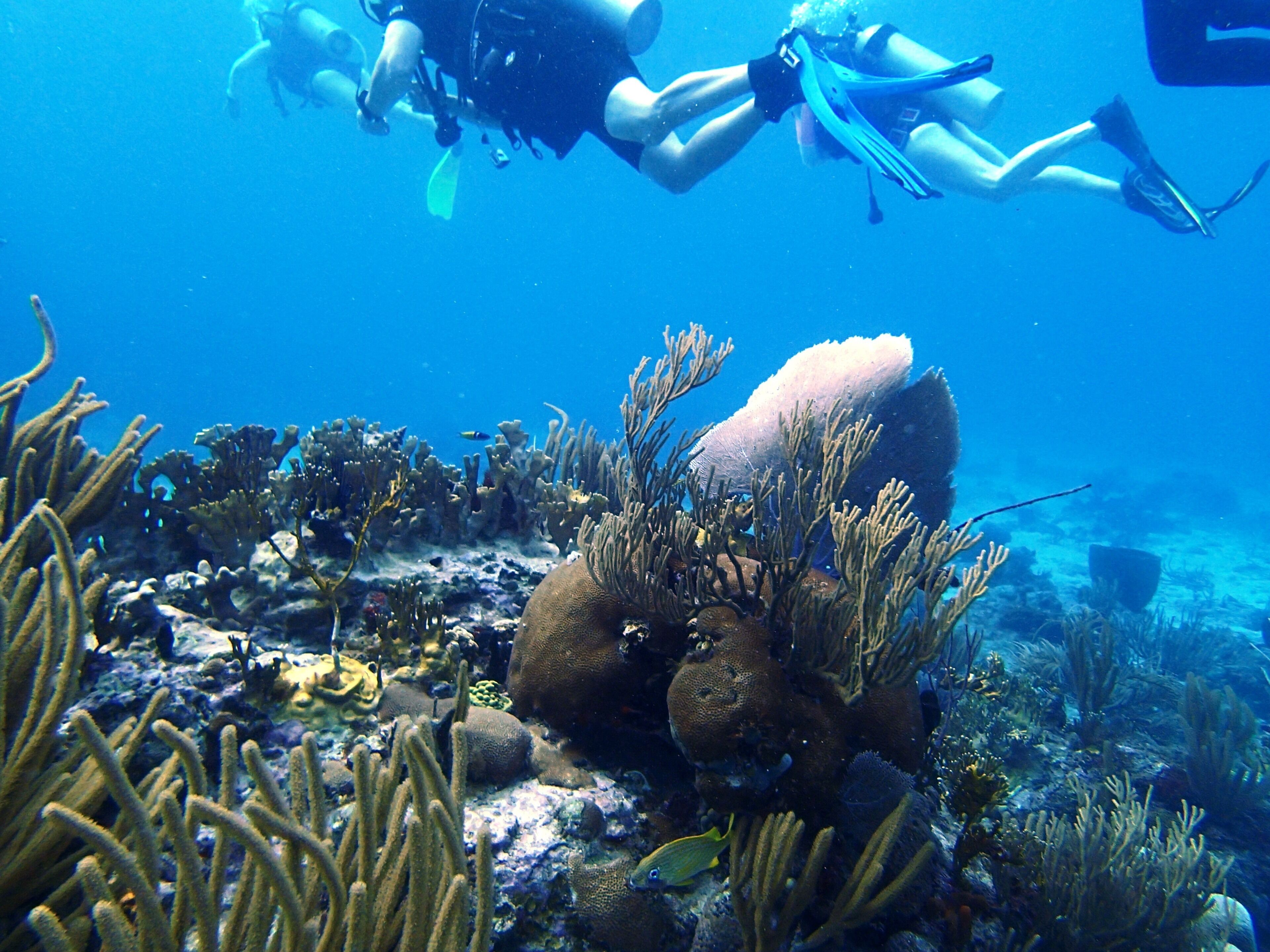 Dos buzos exploran un arrecife submarino con diversa vida marina y formaciones de coral.
