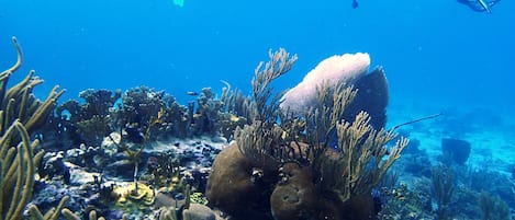 Dos buzos exploran un arrecife submarino con diversa vida marina y formaciones de coral.