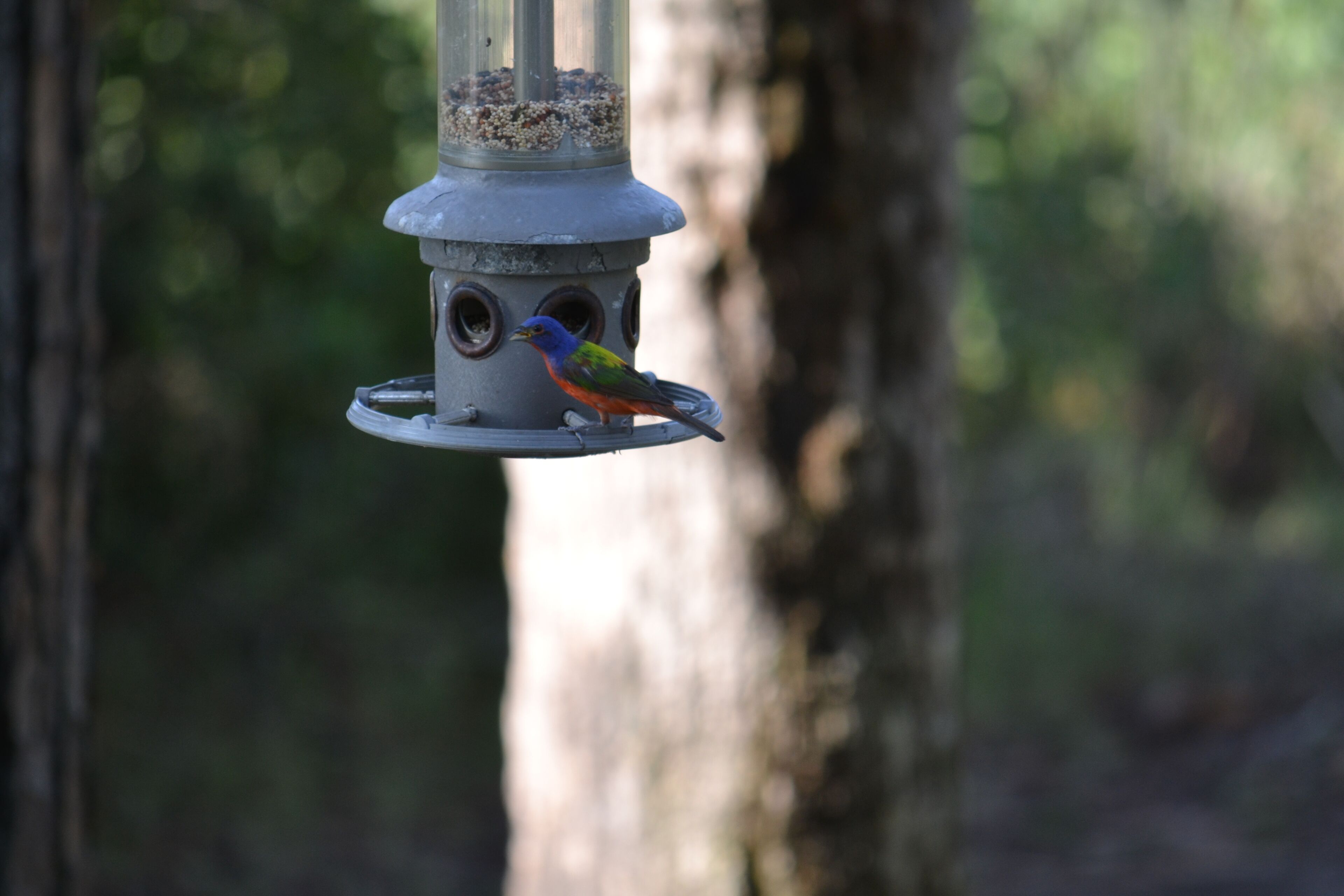 A bird feeder with a bird perched on it.