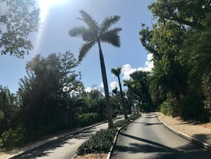 A tree-lined road with a clear sky and sunlight. - Florida Keys Townhouse For Rent 2/2 (Key Largo)