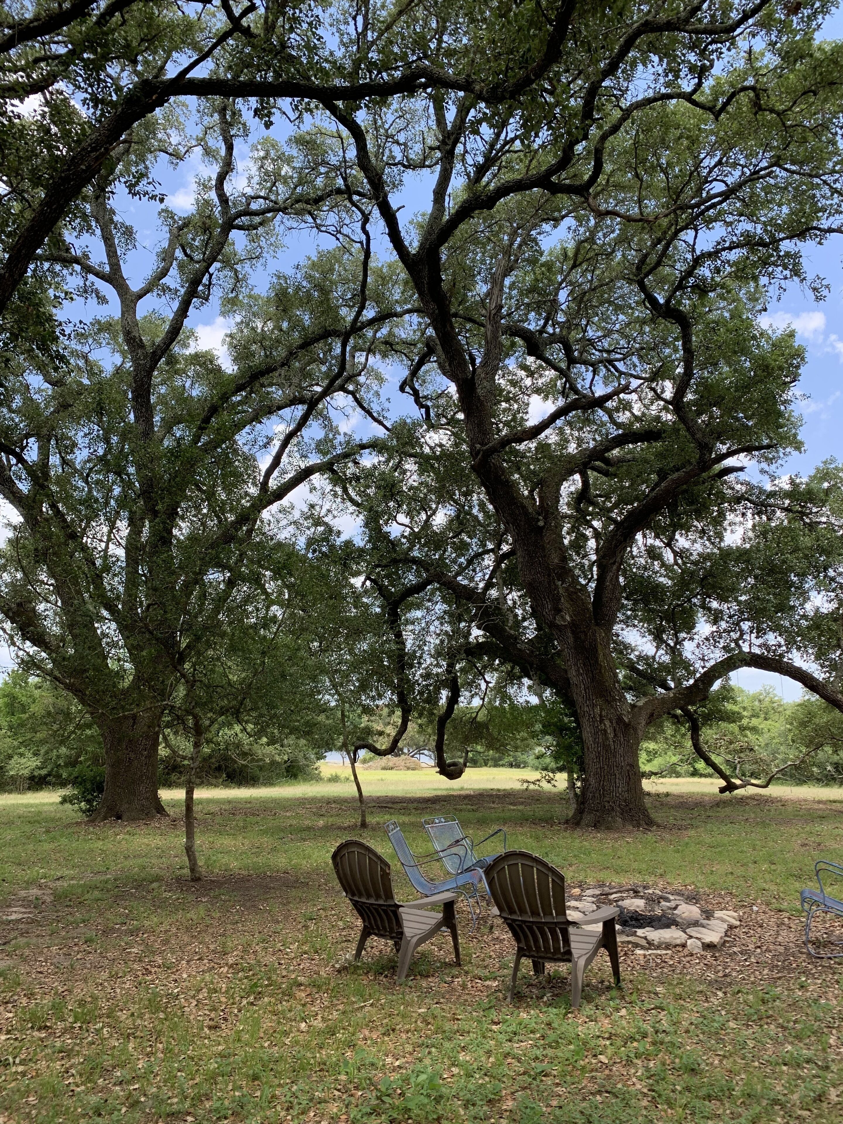 live oaks in side yard