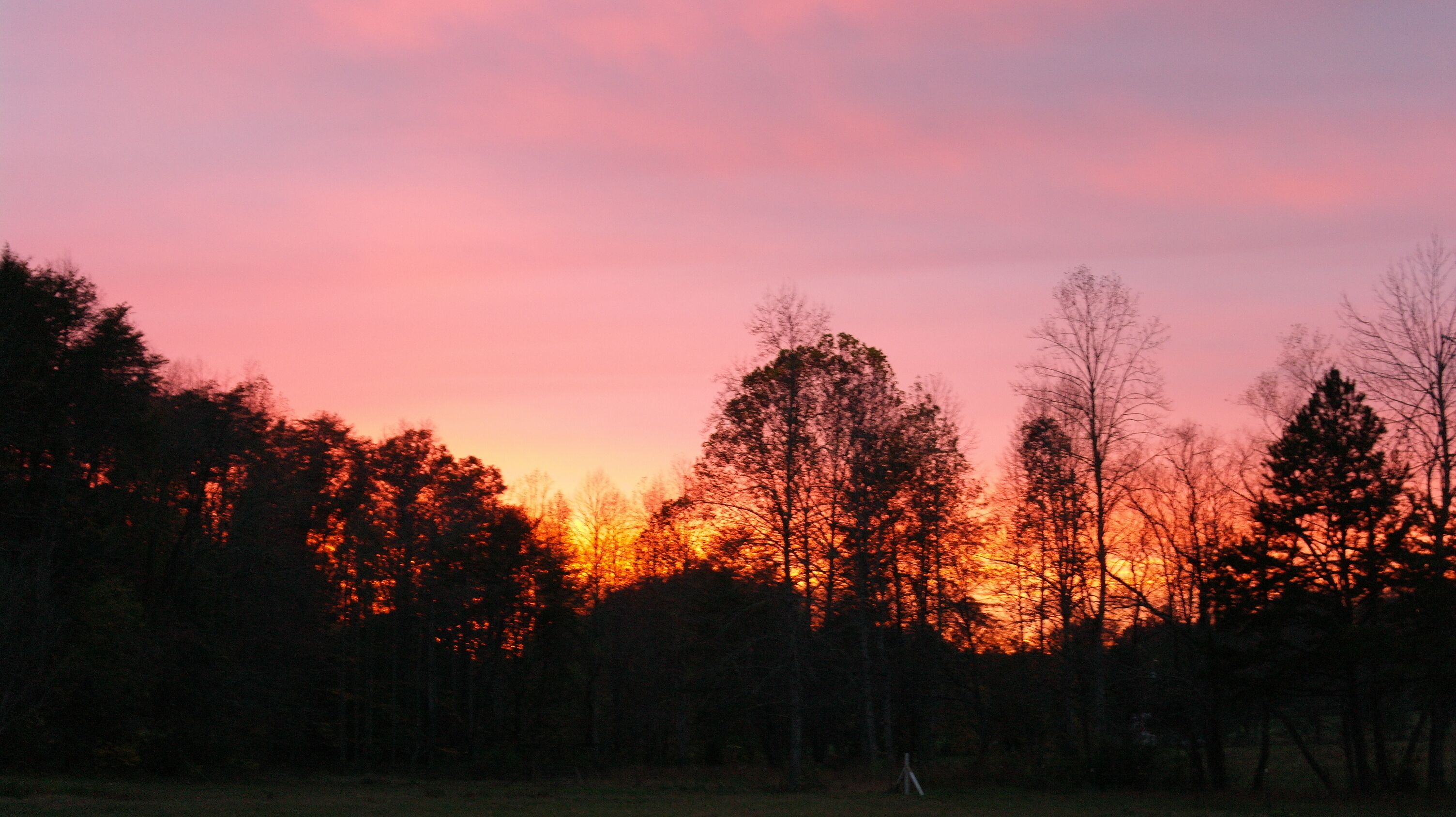 A forest at sunset with trees silhouetted against a pink sky.