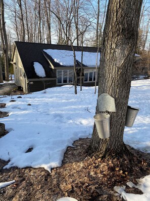 Property grounds - Lakefront Spectacle In Beaver Valley / Lake Eugenia (Flesherton)