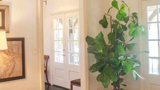 A hallway with a large plant, a framed artwork, and a door leading to another room. - The Perfect Birmingham Get Away (Birmingham)