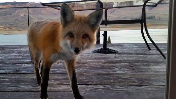 A fox on a wooden deck with a view of a lake and mountains in the background.