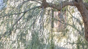 Un bâtiment rustique en pierre, doté d’une porte en bois et d’une petite fenêtre, entouré de verdure.