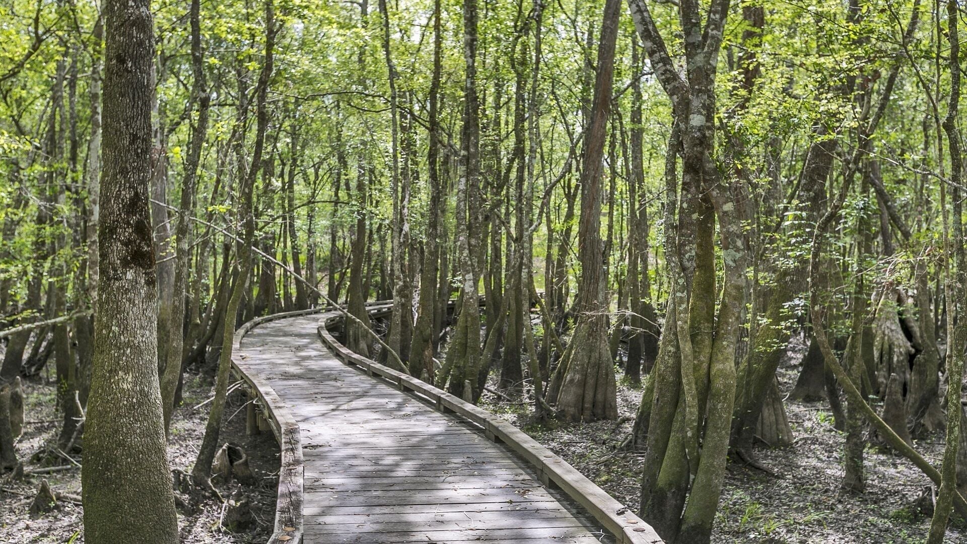 A wooden boardwalk winding through a dense forest with tall trees and moss-covered trunks.