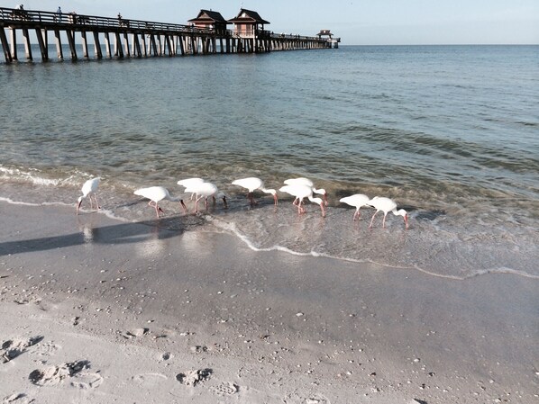 Beach nearby - Ideal Old Naples location. Walking distance to everything you'd need or want !! (Naples)