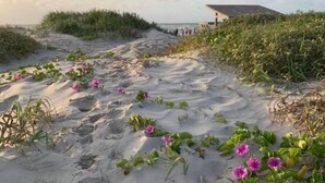 Un sentier de sable bordant la plage, parsemé d'empreintes et de fleurs roses, qui mène à une construction dotée d'un toit.