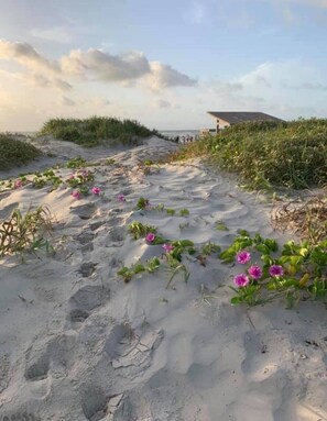 على الشاطئ، كراسي للتشمس، مناشف للشاطئ