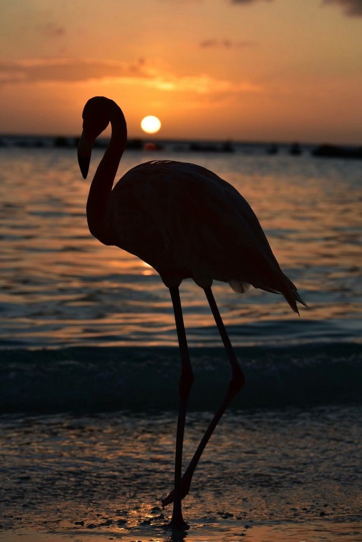 La silhouette d’un flamant rose se dressant sur une plage au coucher du soleil.