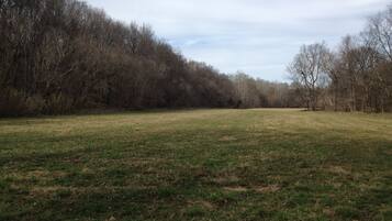 A grassy field with trees in the background.