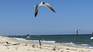 A beach with birds flying and walking on the sand.