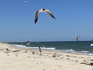 Beach nearby, beach towels - Book NOW and Save 10% for a 7 night stay! ISLAND FUN EVERYDAY BLESSINGS!  (St George Island)